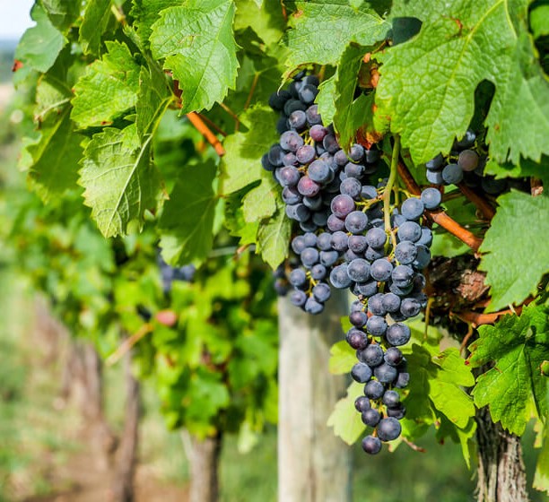 Grapes in vineyard